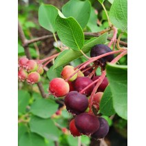 Šmarna hrušica Princess Diana