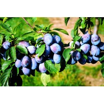 Sliva Presenta® MRB