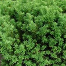 Taxus media 'Farmen'