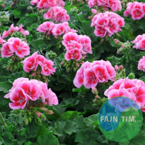 Enoletnica Pelargonija pokončna 
