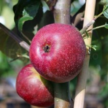 Jablana Vista Bella MM106